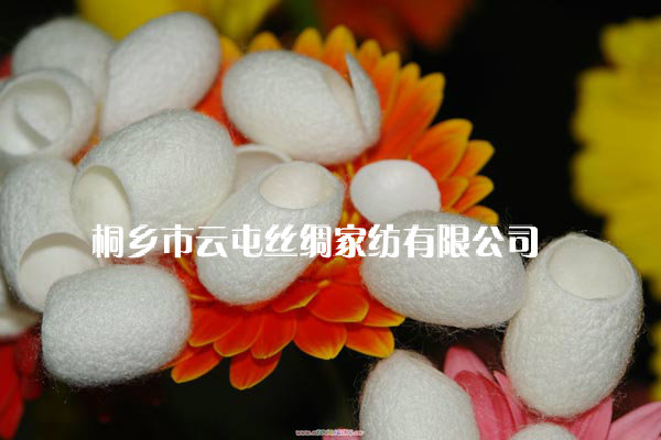 桑蚕丝美容蚕茧